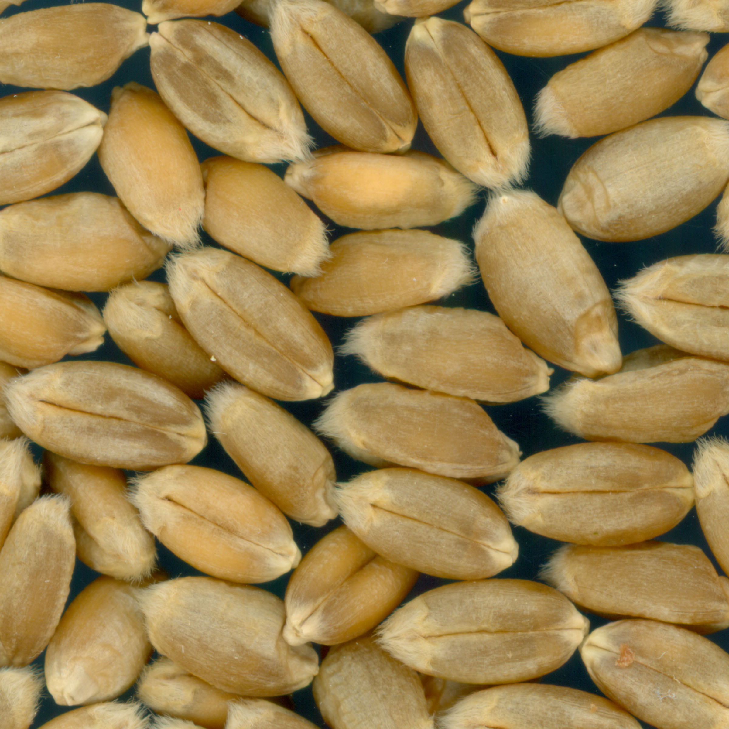 KERNELS